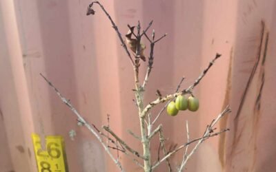 A dead cofffee plant with a few green coffee berries weakly hanging on to a branch.