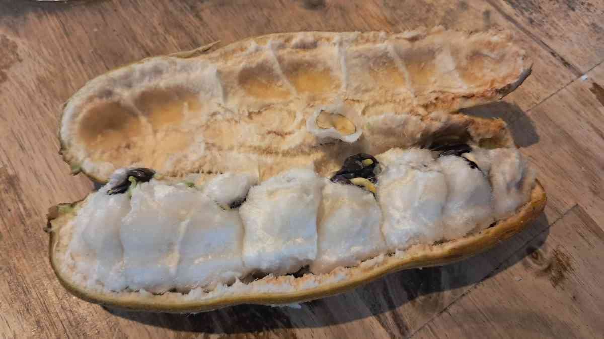 On open inga bean revealing the fluffy white flesh. On open inga bean revealing the fluffy white flesh.