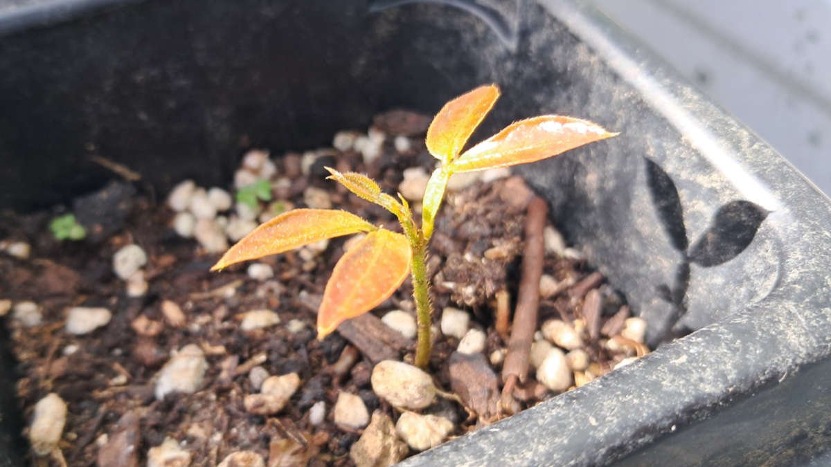 The first leaves of an inga bean seedling. The first leaves of an inga bean seedling.