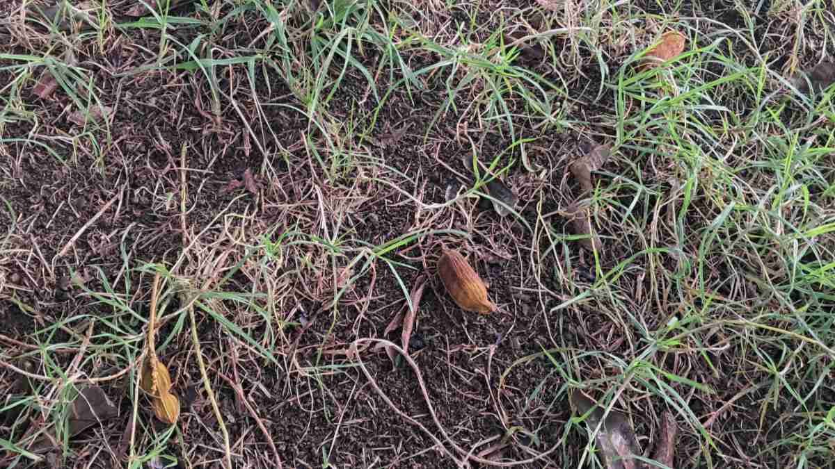 Inga beans on the ground. Inga beans on the ground.