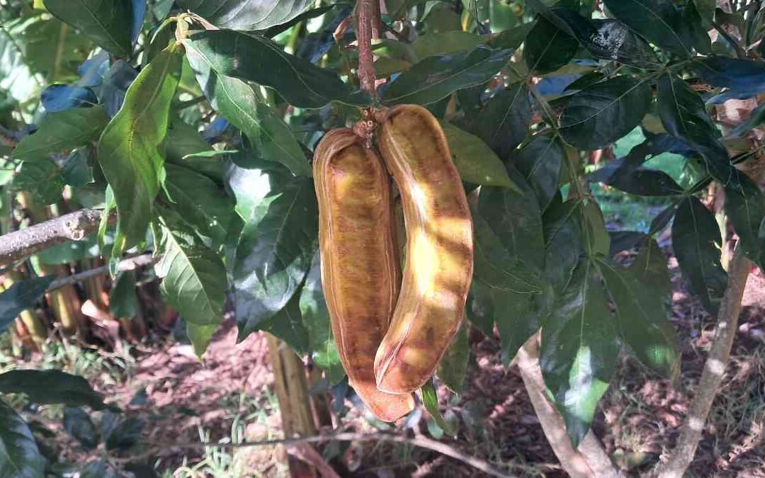 Two mature inga beans hanging from a branch. Two mature inga beans hanging from a branch.