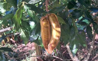 Two mature inga beans hanging from a branch.
