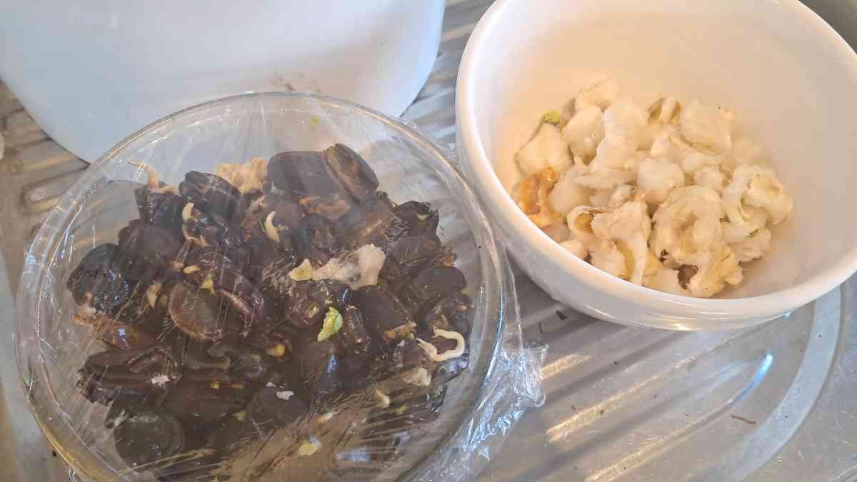 A bowl of inga seeds and a bowl of inga flesh. A bowl of inga seeds and a bowl of inga flesh.