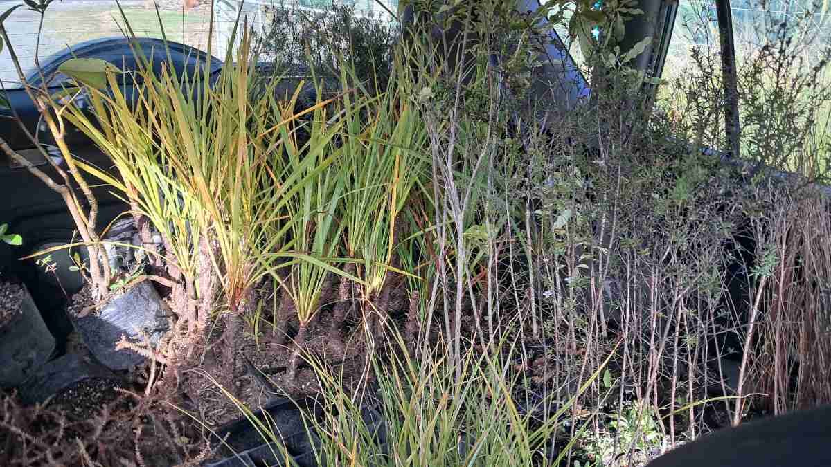 Back of our car packed with native plants to transport home.
