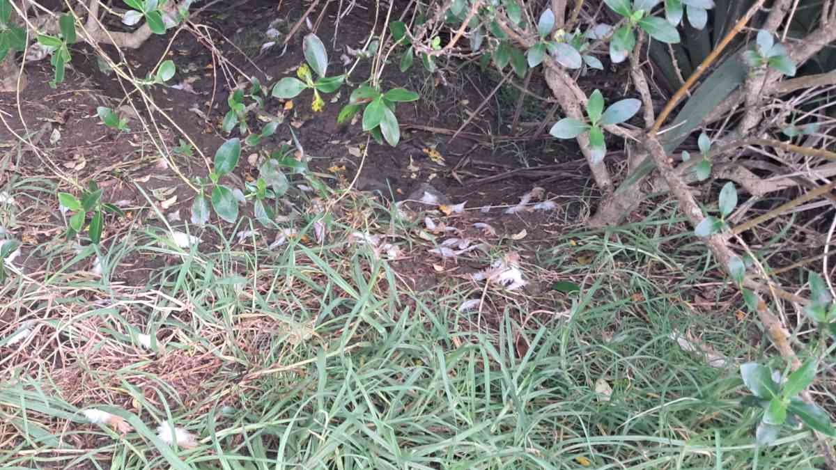 A small pile of feathers below the trees. A small pile of feathers below the trees.