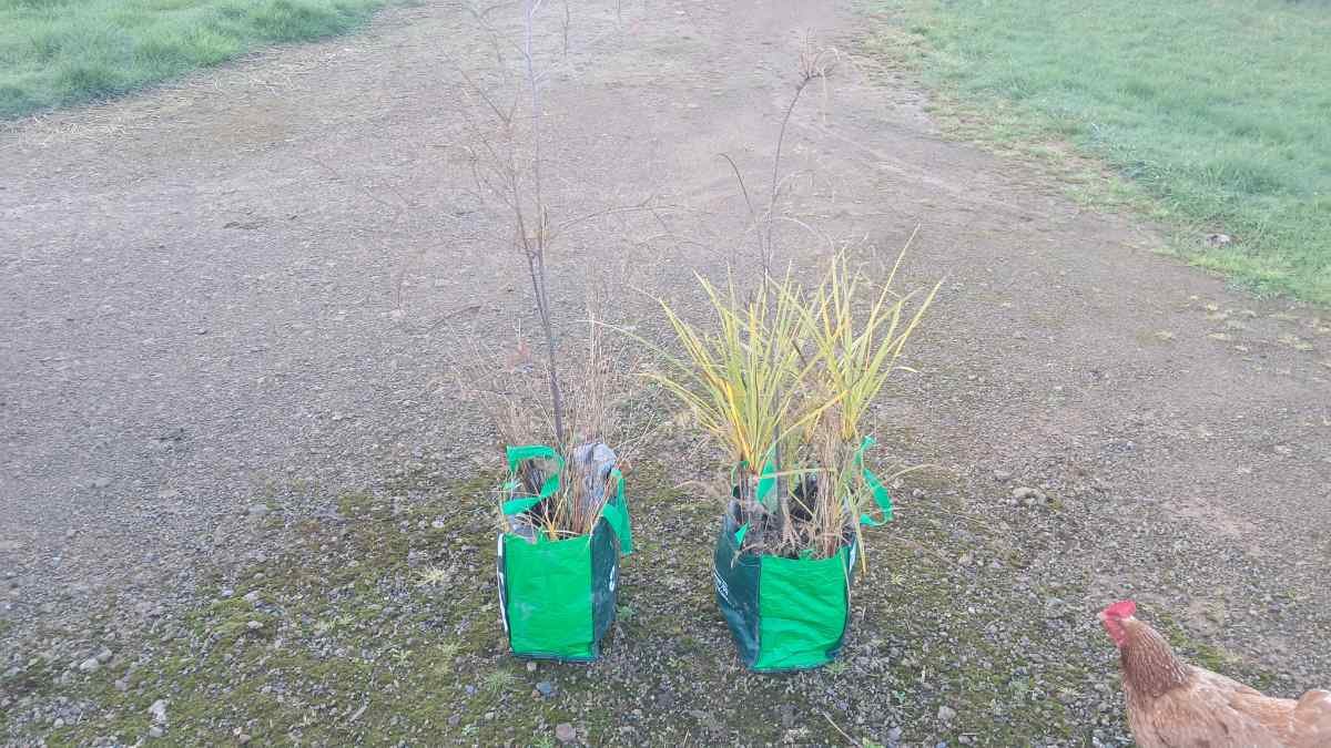 Plants loaded into plastic grocery bags for transport.