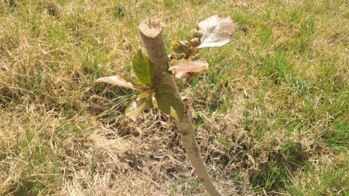 Leaves beginning on a poplar pole.