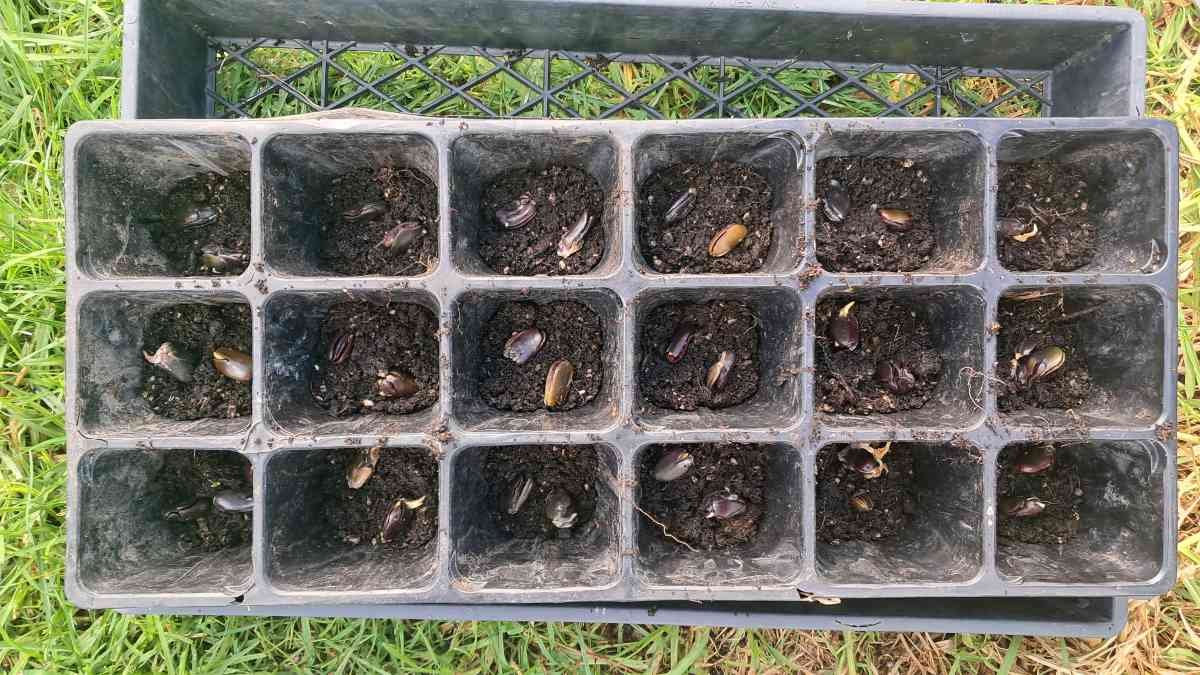 A tray of calls half-filled with potting mix. There are two inga seeds in each cell. A tray of calls half-filled with potting mix. There are two inga seeds in each cell.
