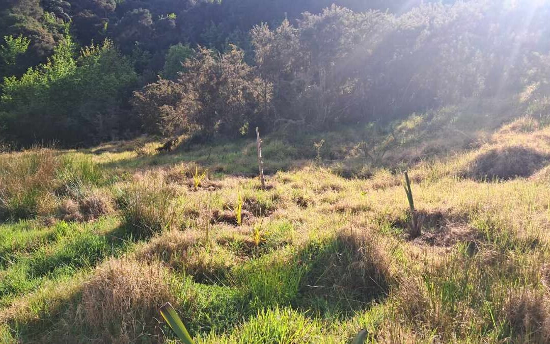 Trees planted in The Sinking Gully, September 2026.