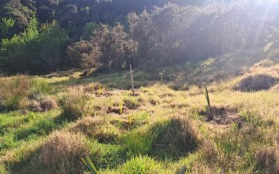 Trees planted in The Sinking Gully, September 2026. Trees planted in The Sinking Gully, September 2026.