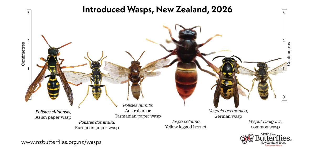 Chart comparing asian paper wasp, european paper wasp, Australian paper wasp, yellow-legged hornets, German wasps, and common wasps.
