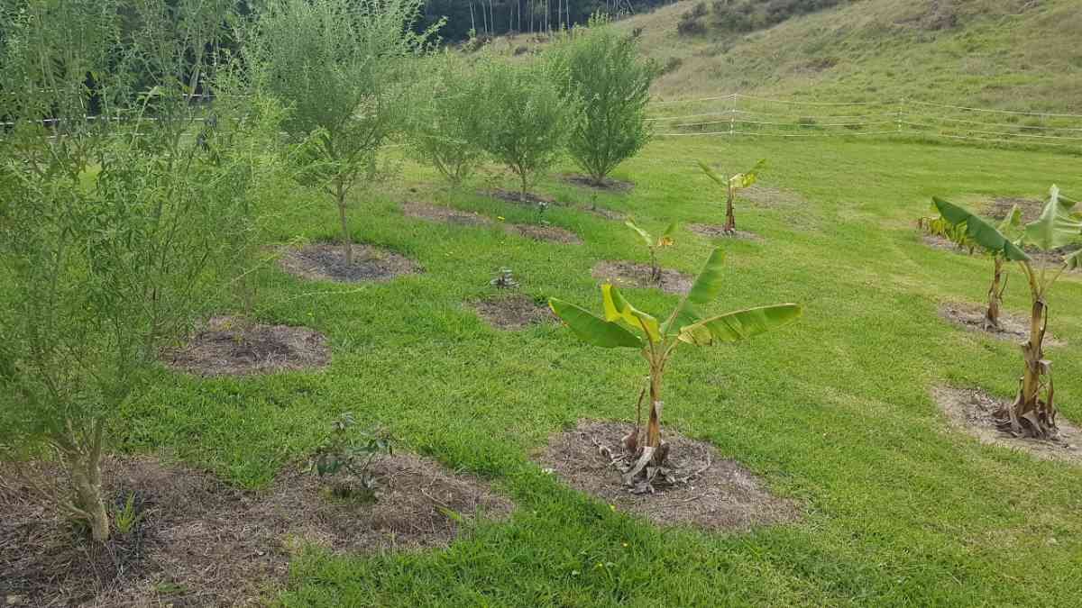 Young inga bean trees planted between young bananas and tagasaste trees. Young inga bean trees planted between young bananas and tagasaste trees.