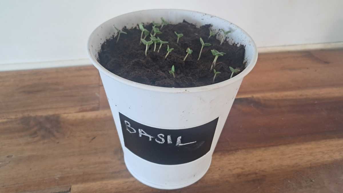 Basil growing in the Boutique Garden Grow Your Own Basil kit. Basil growing in the Boutique Garden Grow Your Own Basil kit.