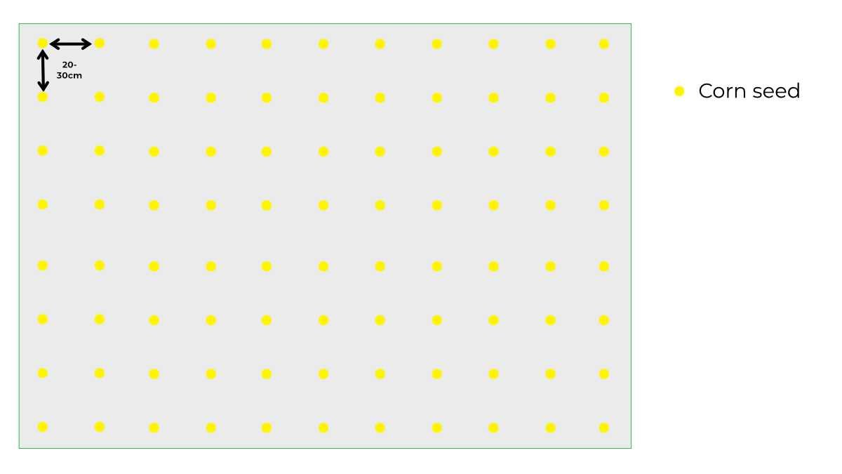 Corn block planting illustration.