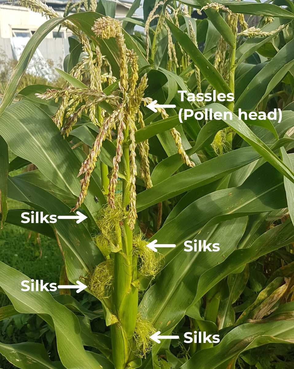 Labelled photo of a corn plant showing tassels and silks.