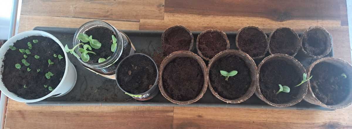 Growth over all the grow kits as of 10 October 2026. Growth over all the grow kits as of 10 October 2026.