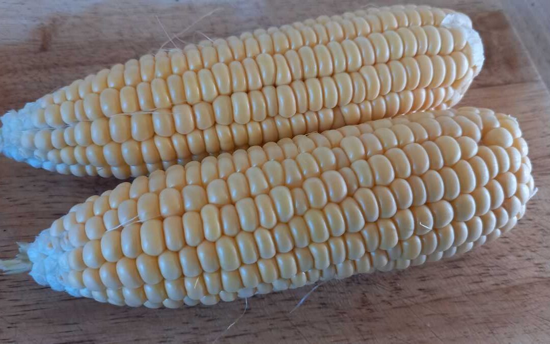 Two cobs of corn side by side on a bench.