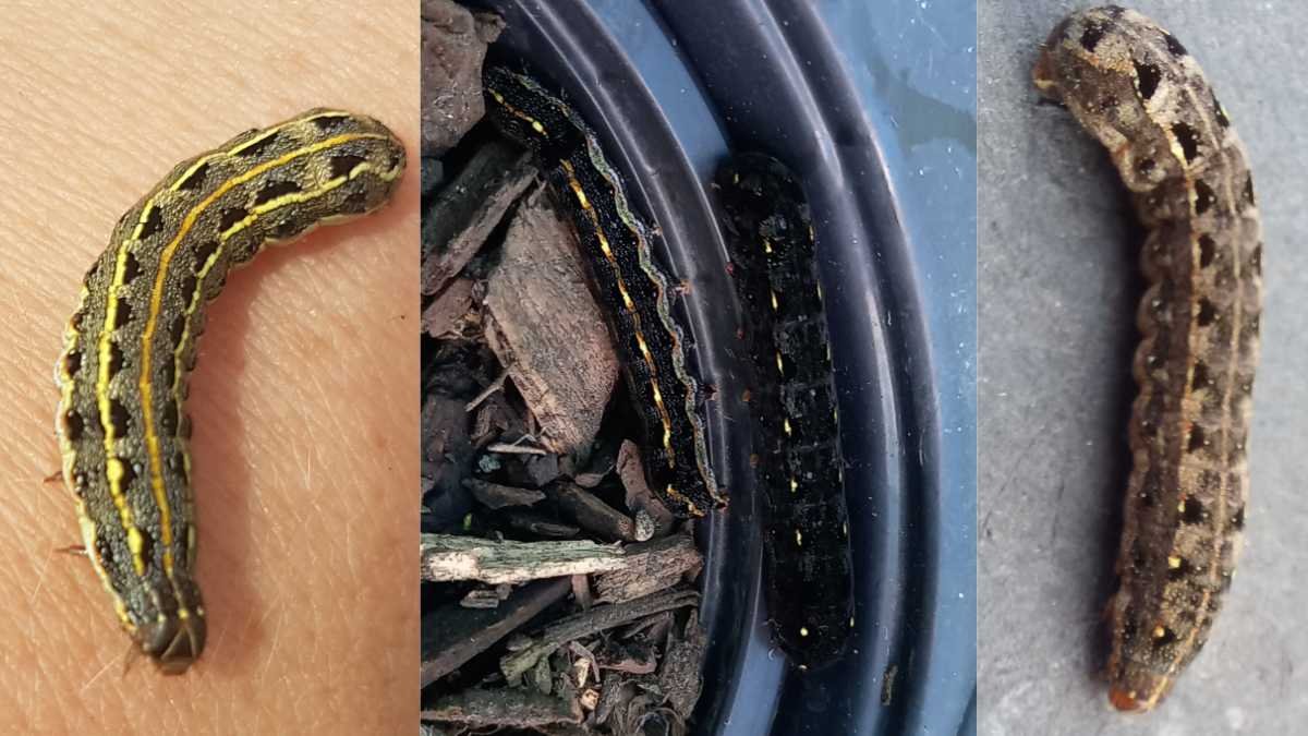 Photos of tropical armyworm in three different colours.