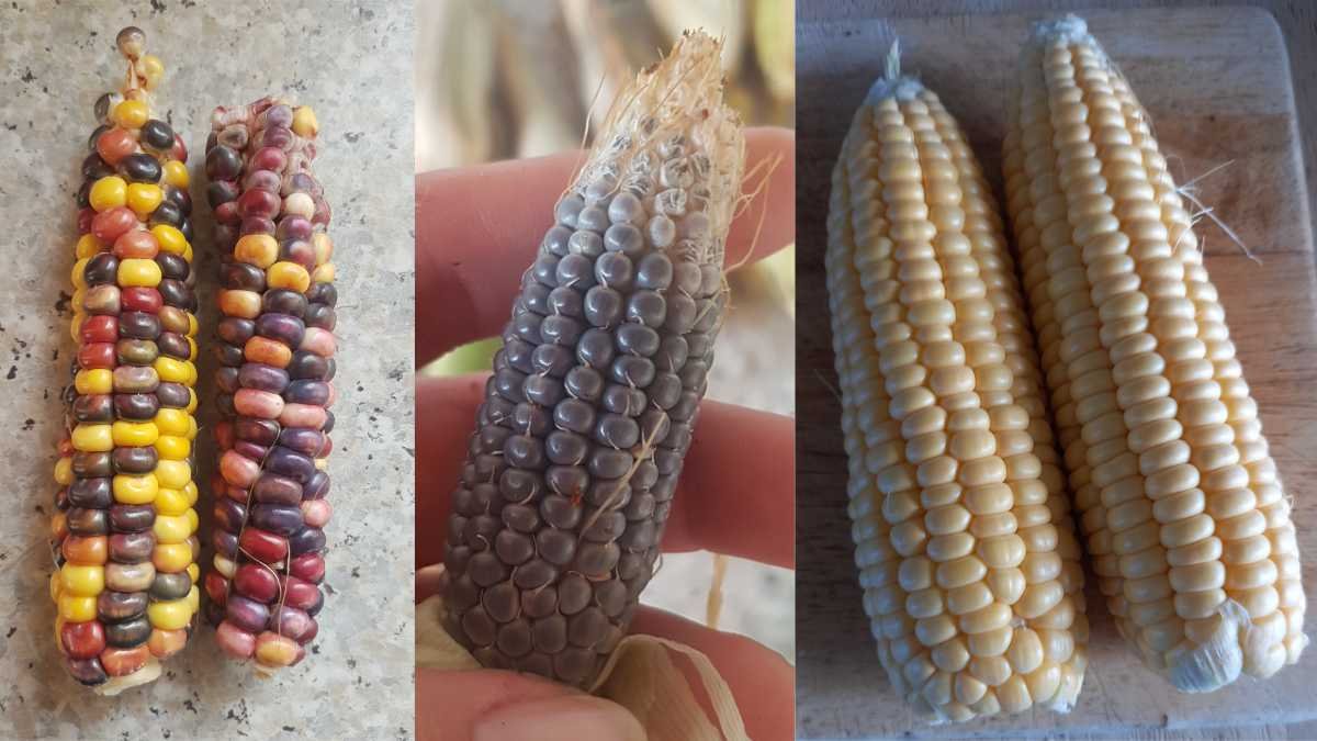 Types of corn: Painted Mountain, Black Popping, and Supersweet.
